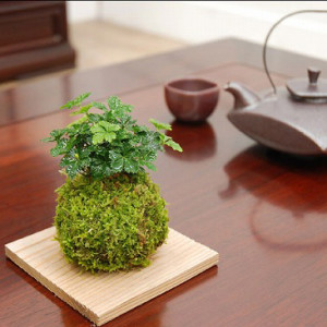 smart-home-decor-japanese-planter-balls
